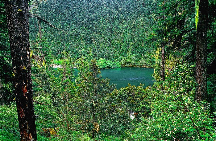 香格里拉旅游网——高山植物园